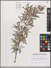 Foto von Salix eleagnos subsp. eleagnos Scop.